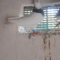 کفتر|پرنده|خرمشهر, |دیوار