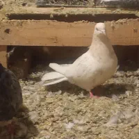 کبوتر|پرنده|گل تپه, |دیوار