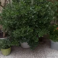 گل یشم