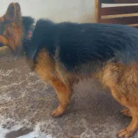 سگ ژرمن ( اصیل صربستانی )