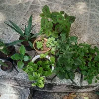 گلها همه باهم بفروش میرسد