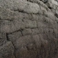 خریدار یونجه پاک و تناژ بالا