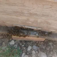 زنبور عسل