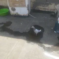کفتر مفت