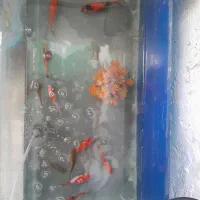 اکواریم ساده