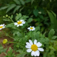 عکاسی با گوشی