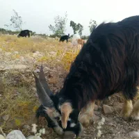 2راس کهره نر بالای 30کیلو