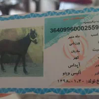 اسب مادیان آرام و ورزشی