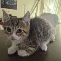 واگذاری رایگان پیشی پسر