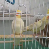 عروس هلندی جفت مولد