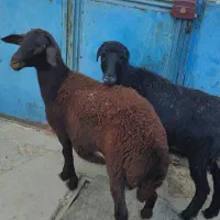 فروش گوسفند