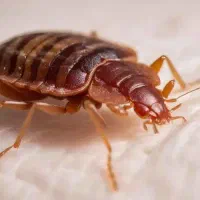 سمپاشی.سم پاش صددرصد تضمینی حشرات ساس سوسک و..‌‌