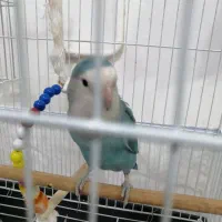 طوطی کوتوله سخن گو