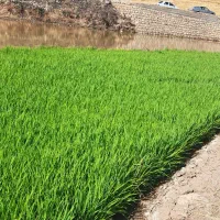 تولکی برنج طارم
