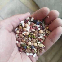 دان مخصوص کبوتر درجه یک