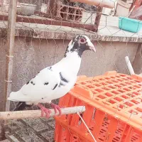 کبوتر پرشی