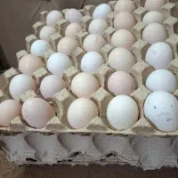 تخم مرغ محلی