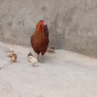مرغ باجوجه