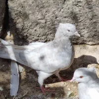 2 عدد نوچه ماده کله الماسی  و 2 عدد نر کله الماسی