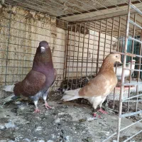 گره هوایی زمینی  پرشی رمکان