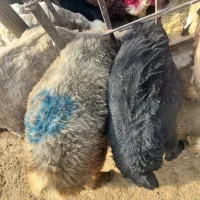 بره قزل افشار و بختیاری