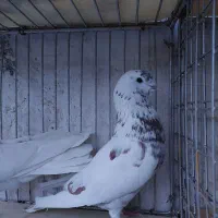 کبوتر