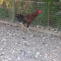خروس لاری سالم