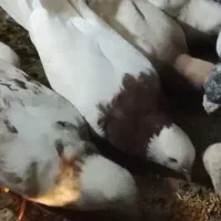 جوجه ومرغ