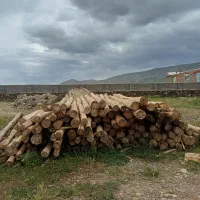 فروش|عمده‌فروشی|ماکو, |دیوار