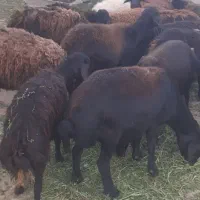 15عدد گوسفند بدونه بره قره قزل