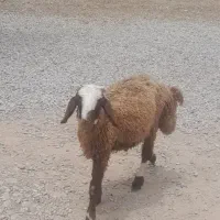 بره نر کیلویی ۶۱۰