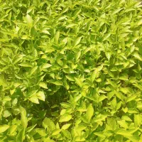فروش نشا بادمجان وفلفل تند وشیرین
