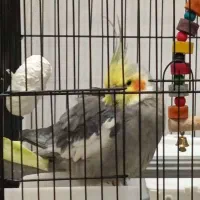 عروس هلندی نقره ای گمشده