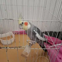عروس هلندی نر