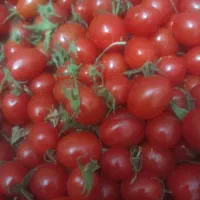 گوجه زیتونی