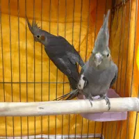 عروس هلندی