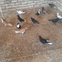 کبوتر مغلف ۱۸تا