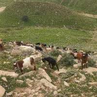 بز داشتی درجه یک