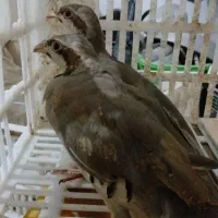 بلدرچین
