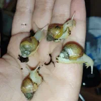 پک اقتصادی حلزون آلبینو