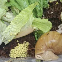 فروش حلزون سوپر مولد مزایده ای
