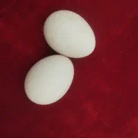 تخم‌مرغ نطفه دار