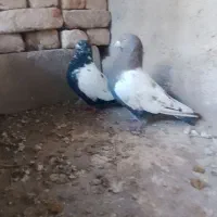 کبوتر یا کفتر