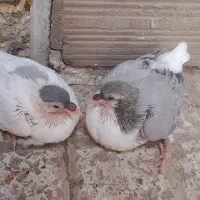 کبوتر ساده کله