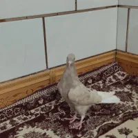 کبوتر رنگی دم‌سفید در اطراف غیزانیه