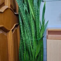 گل سانسوریا بسیار زیبا