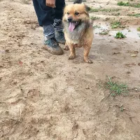 پاپی خوشکل نر