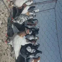 کبوتر