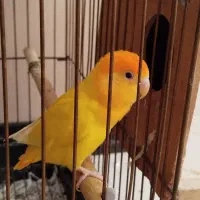 کوتوله برزیلی جفت با جوجه