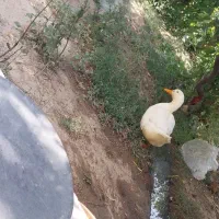 اردک